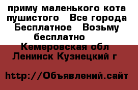 приму маленького кота пушистого - Все города Бесплатное » Возьму бесплатно   . Кемеровская обл.,Ленинск-Кузнецкий г.